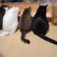 しっぽが長い猫