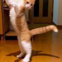 驚く猫