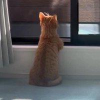 窓の前に座る猫