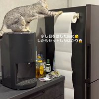 キッチンペーパーを前足で回す猫