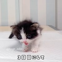 転ぶ子猫