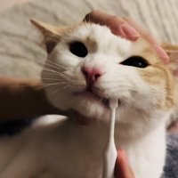 パパに歯磨きをされるマンチカン