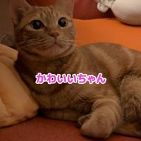 「かわいいちゃん」と呼ばれた猫