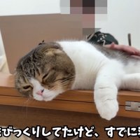 テーブルの上で寝ている猫