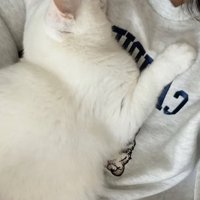 飼い主に抱きついて離れない白猫