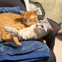 サバトラ猫を羽交い絞めにする茶トラ猫