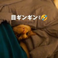 「目ギンギン」と書かれた写真