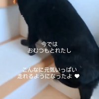 階段を上る猫