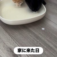 並んでミルクを飲んでいる子猫