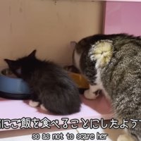 子猫と一緒にご飯を食べる猫
