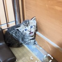 鳴いている子猫