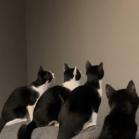 壁を見ている4匹の猫