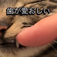 歯を見せられる猫