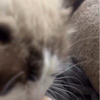 おもちゃを咥えている猫