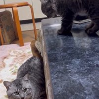 伏せる猫と上から威嚇する子猫