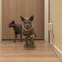 手前の猫は直進し後ろの猫は左へ