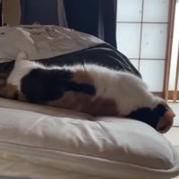 伸びた姿