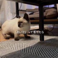 家に入ってきた猫