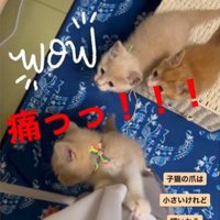 人の足をよじ登っている子猫