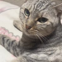 布団の上にいるサバトラの上半身アップ