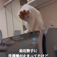 洗濯機の上で前屈みになる猫