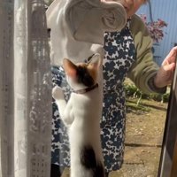 まどふきをするおばあさんとタオルを追いかけるミケ猫