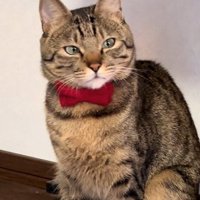 流し目の猫