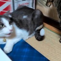 キジ白猫に近寄るキジトラ猫