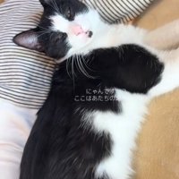 赤ちゃんにくっついて頭だけを上げている眠そうな猫