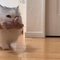 ぬいぐるみを咥えて歩いてくるミヌエット
