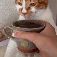 水を差し出された猫