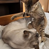 寝ころぶ猫に覆いかぶさるように立つ猫
