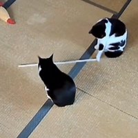 畳の上で木の棒を転がす白黒猫