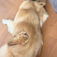 犬の背中で眠る子猫