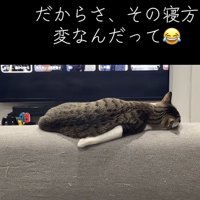 猫の後ろ姿の写真4