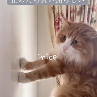 抱きかかえられて壁に手をつくノルウェージャンフォレストキャット