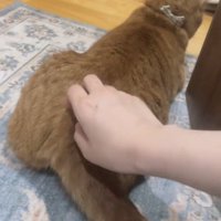 しっぽの付け根を触られる猫