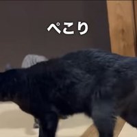 通り抜ける天ちゃん