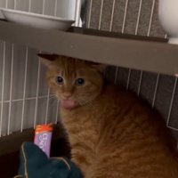 おやつを味わう猫