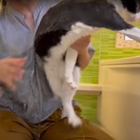 お風呂に入る猫