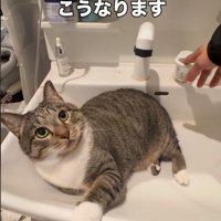 見上げる猫