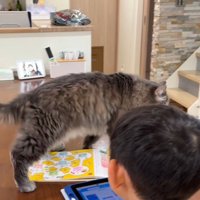 男の子とテーブルの上の猫
