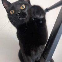 前足を出す猫