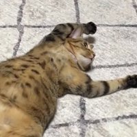 目を開けたまま寝転がる猫