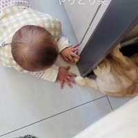 手をちょんちょんし合うスコティッシュフォールドと赤ちゃん