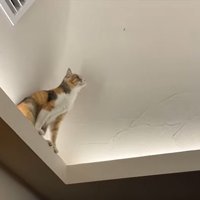 虫が気になるモモちゃん