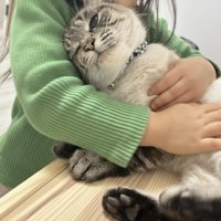 抱きしめられる猫