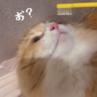 壁に頭をつけて歯ブラシを見つめる猫「お？」