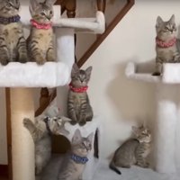 キャットタワーに登る猫