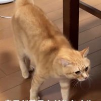 テーブルの横を歩く猫